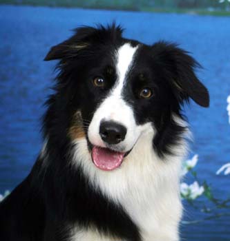 Obese Border Collie