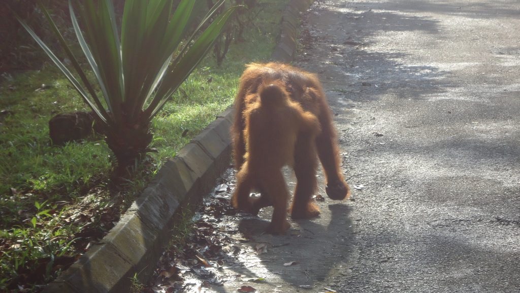 A baby orangutan walks behind it's mother.