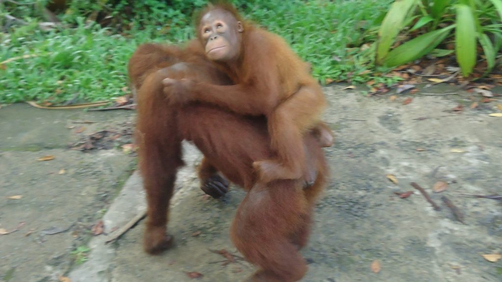 A cute baby orangutan takes a ride on its mother's back.