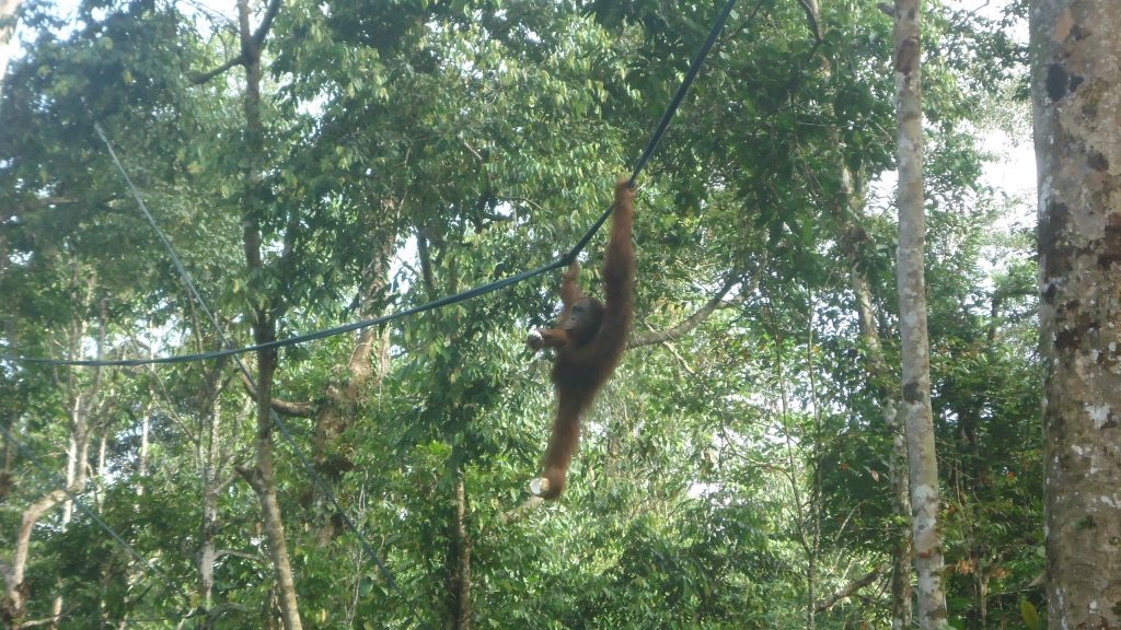 An orangutan swings from a tree rope with fruit gripped tightly in its feet.