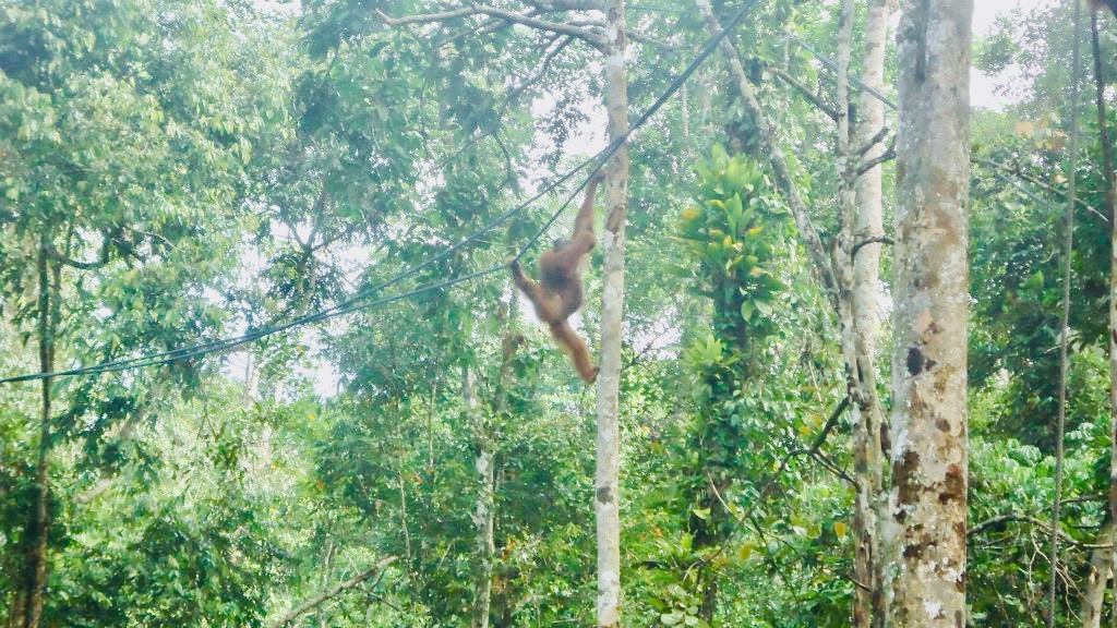 An orangutan swings from rope in the jungle.