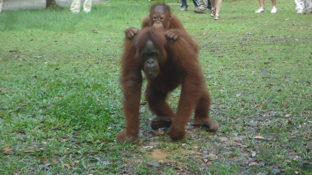 Visiting Orangutan Sanctuary Kuching