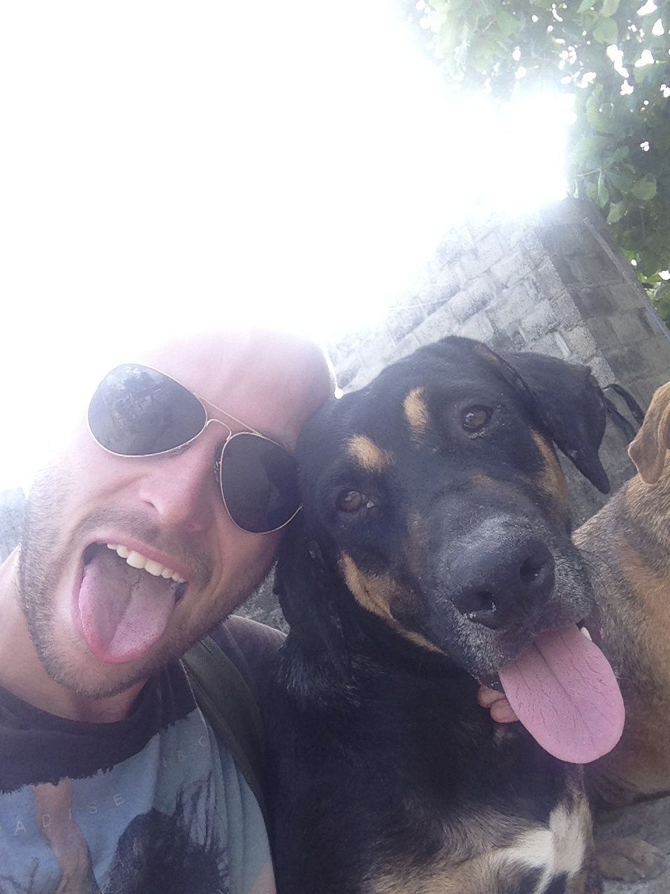 How To Cross The Mexico-Belize Border in 2024 • dog belize A man and a dog pulling their tongues out.