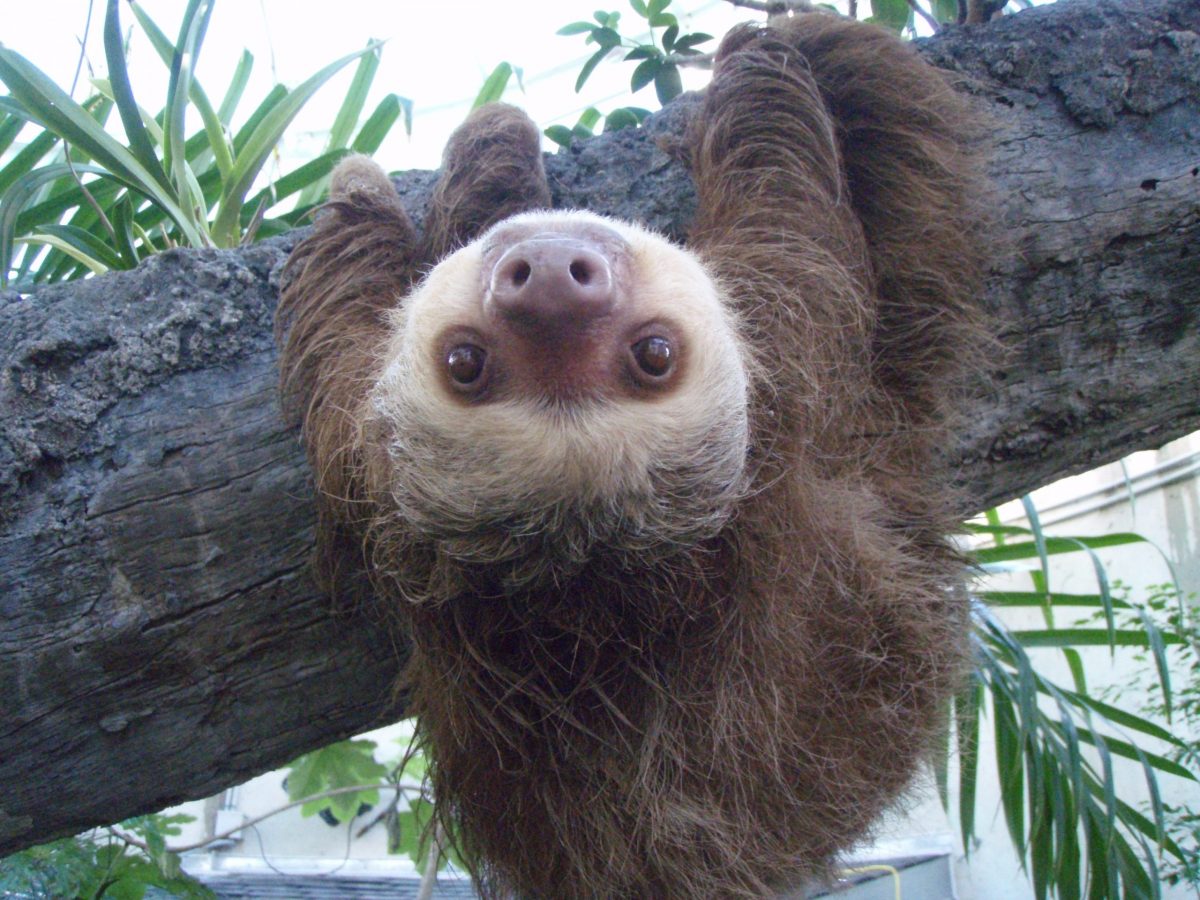 A brown and white sloth hangs upside down and stares at the camera.