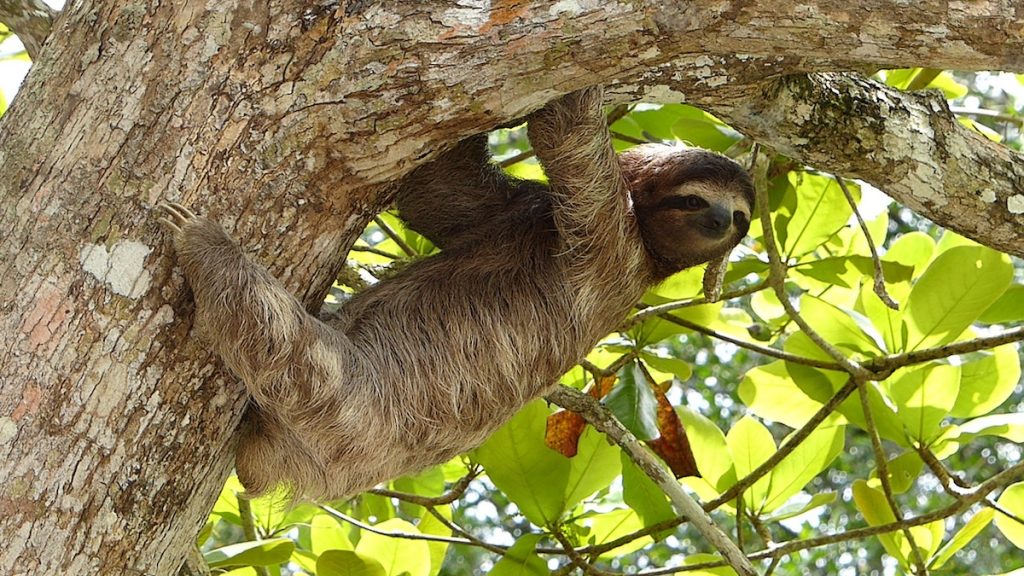A white-faced sloth hangs from a tree.