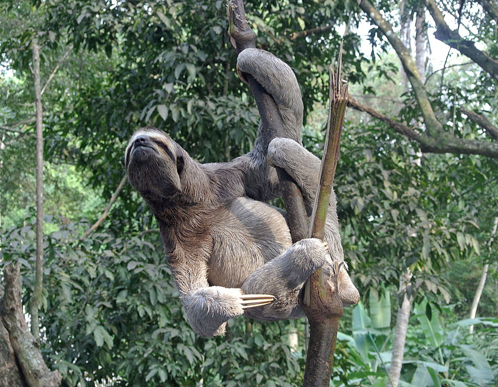 3 toed sloth hangs from the tree while looking up