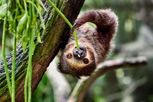Baby sloth hangs upside down a tree while munching on a leaf