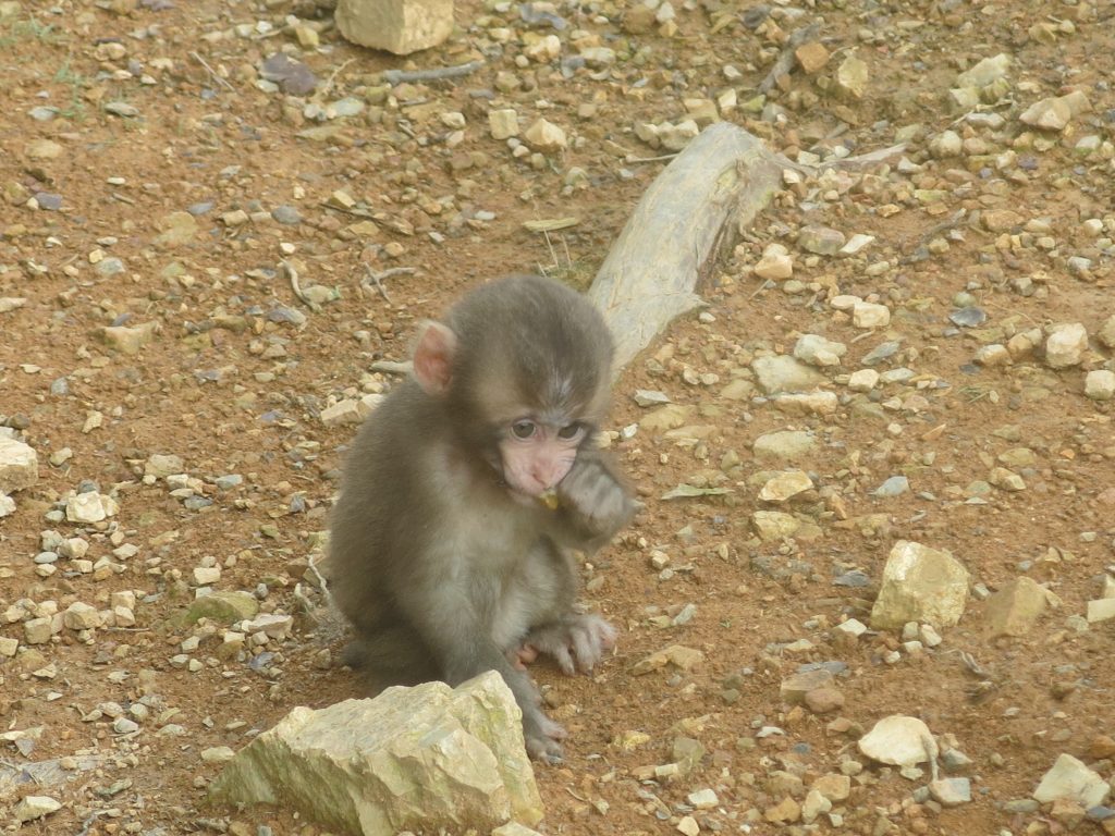 Cute monkey, Japan