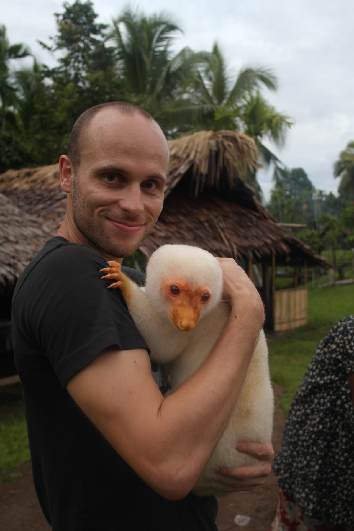 The Cuscus, Papua New Guinea rare animal with white fur is held by a male tourist