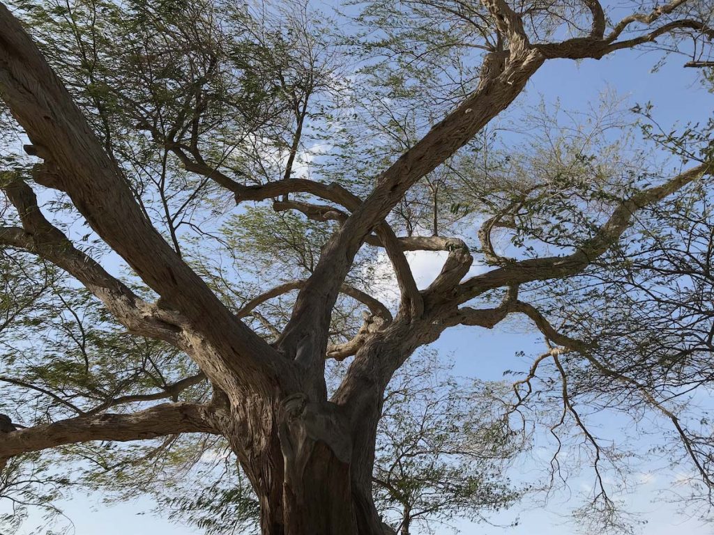 How old is tree of life, Bahrain