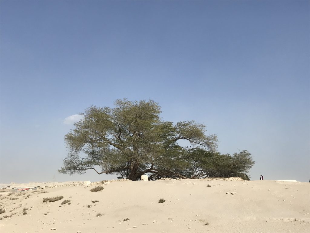 Tree standing alone in the desert. 