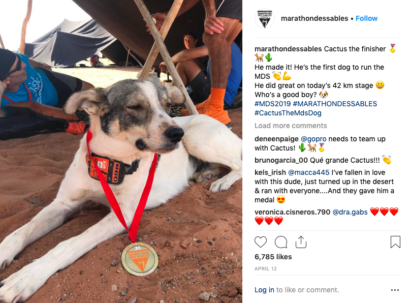 First dog to run Marathon des Sables