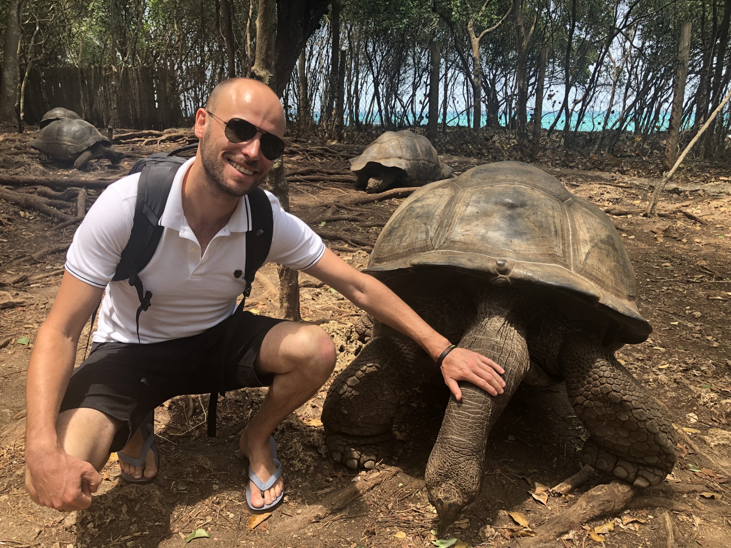 giant tortoise Zanzibar – Man vs Clock