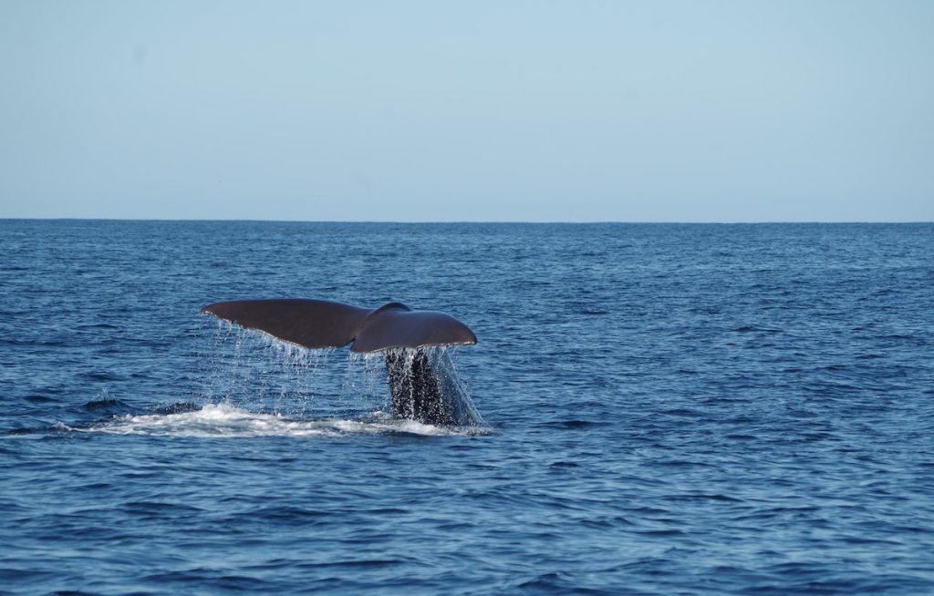 Kaikoura Whale Watching