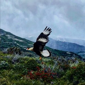 An eagle in full flight in Patagonia, Argentina
