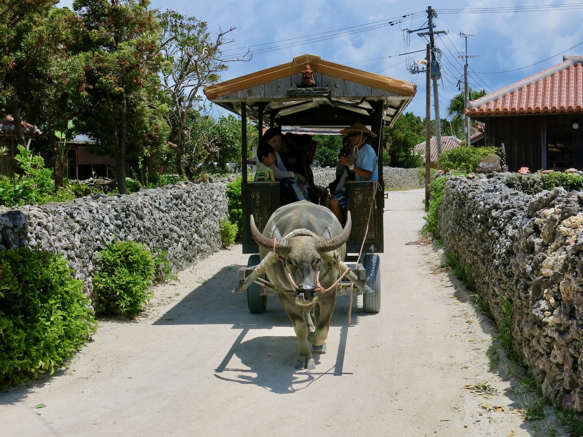Water buffalo pulling a cart in the streets of Okinawa