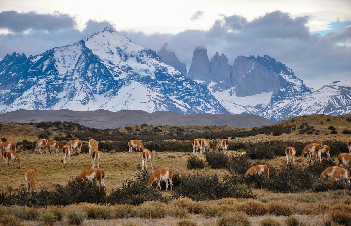 Guanacos, animals native to Llamas graze in front of a snowy mountain range in Torres del Paine, Chilean Patagonia