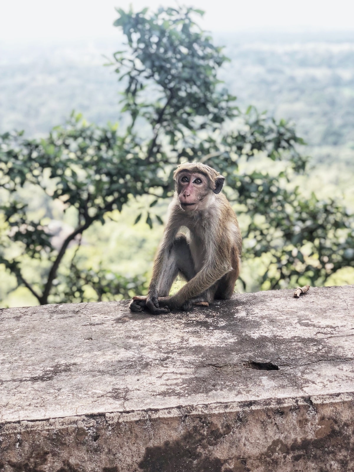 Monkey at Sigiriya Rock, Sri Lanka