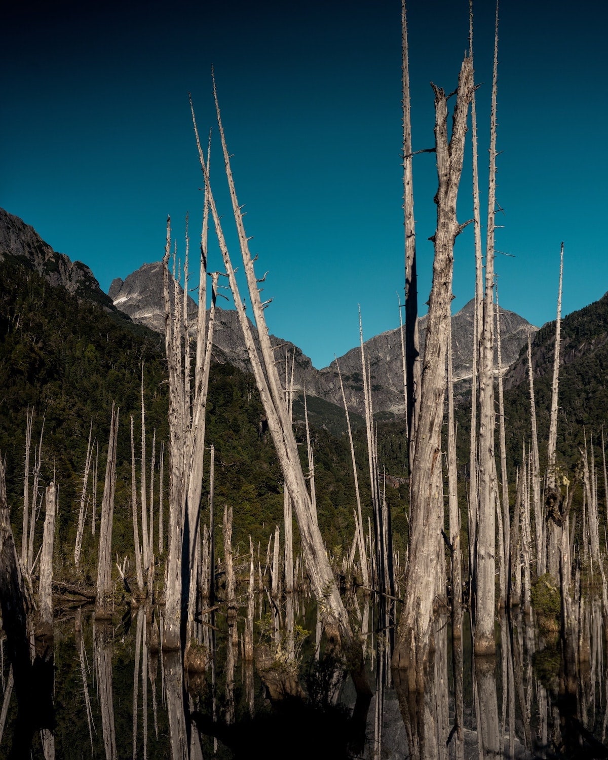 Forest in Cochamo, Patagonia, Chile