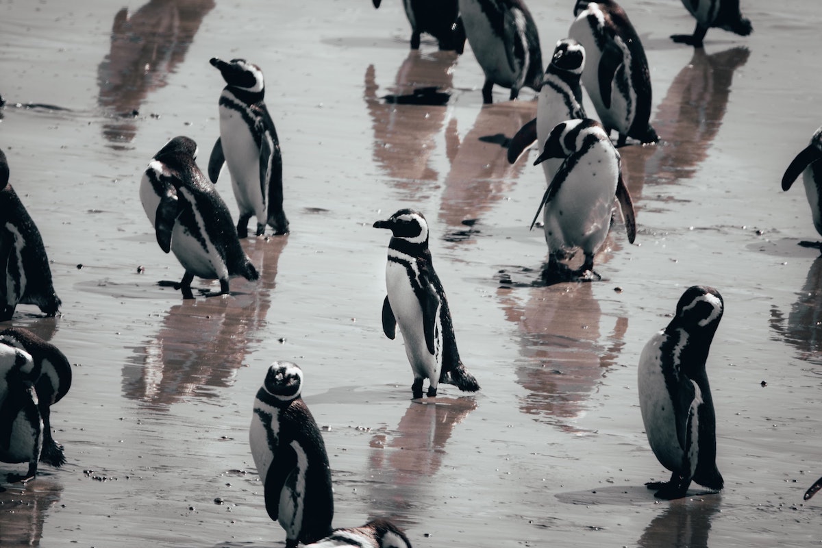 A raft of penguins standing in Punta Tombo in Argentina, Patagonia