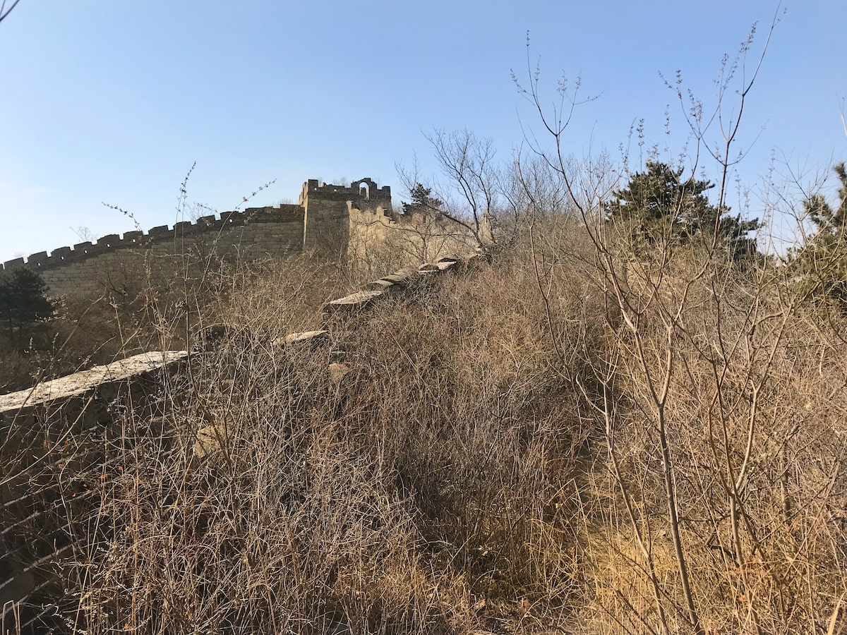 Overgrown trees near a large wall in Beijing, China. 