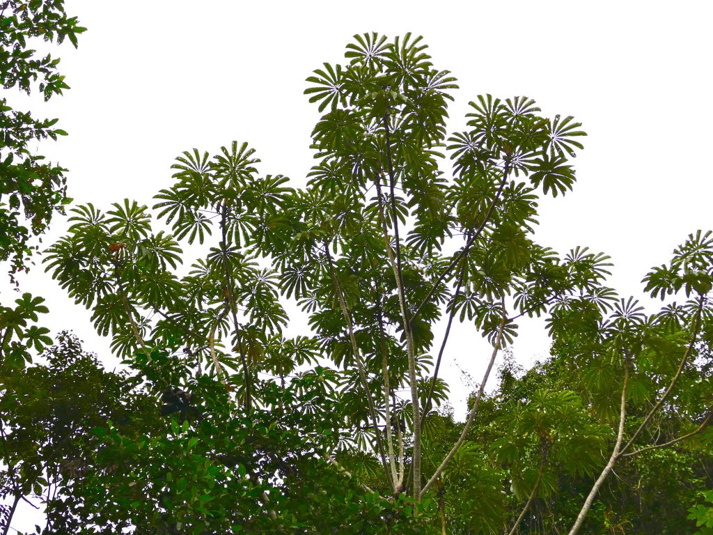 Cecropia Tree
