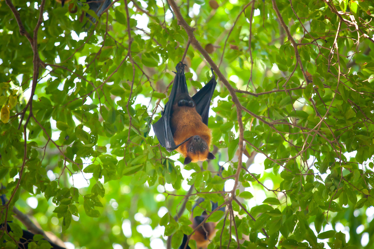 A fruit bat, also known as a flying fox stares at the camera while hanging upside down from a tree.