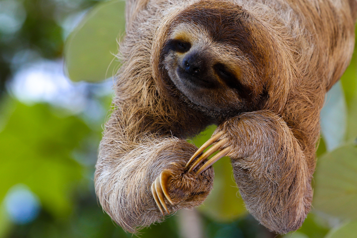 A three-toed sloth hangs from a tree