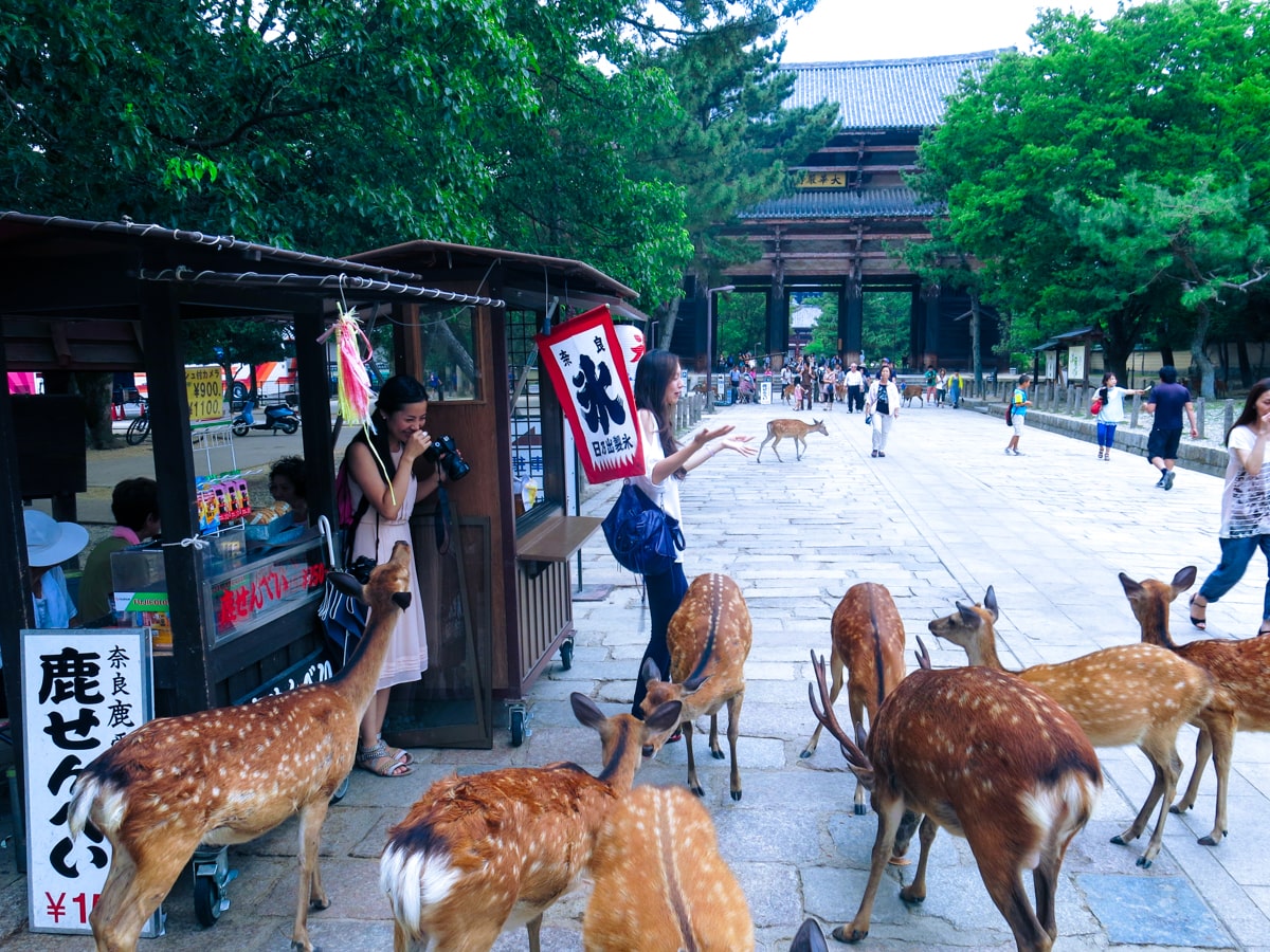 Two ladies nervously laugh and hide from a herd of bowing deer in Nara Park, Japan