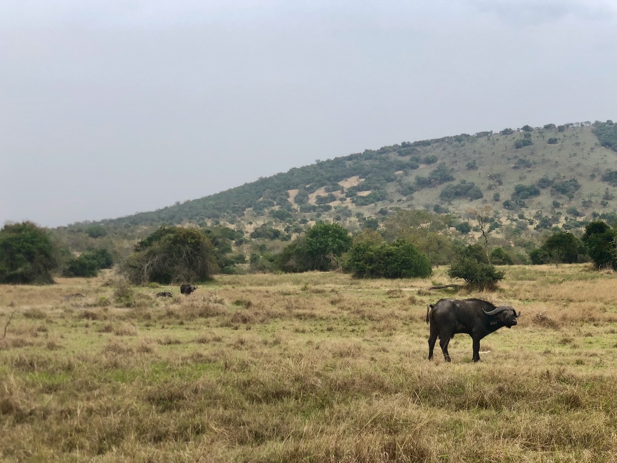 A buffalo stands in the African Savanna in Rwanda.