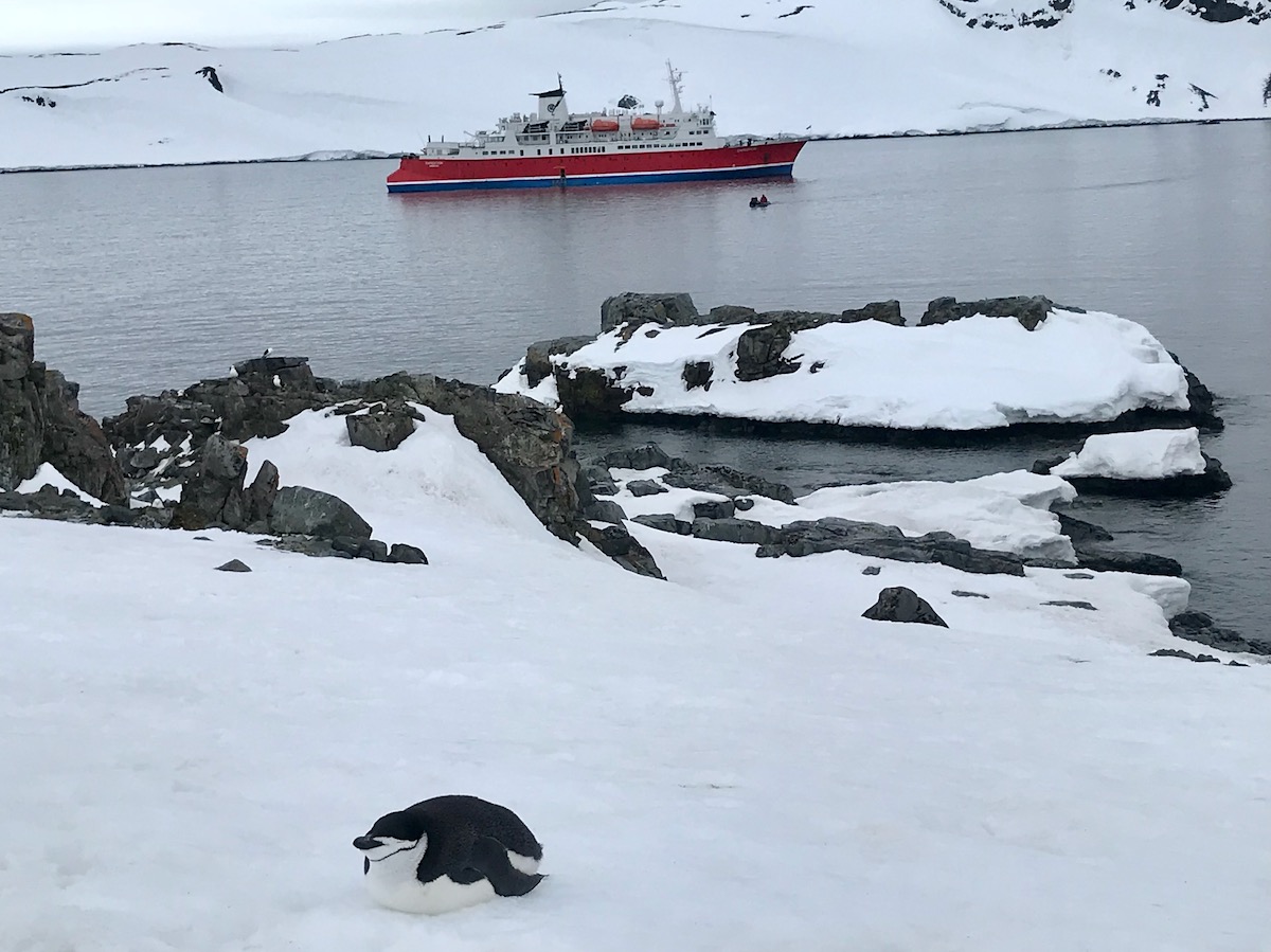 A penguin curls up on the snow as a cruise ship passes behind it in Antarctica