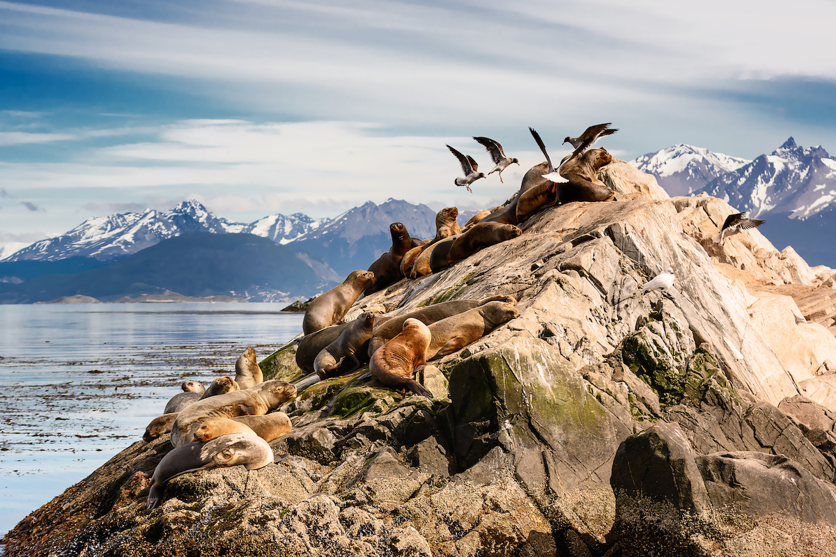 Sea lions and Albatros on Isla in beagle channel near Ushuaia, Argentina