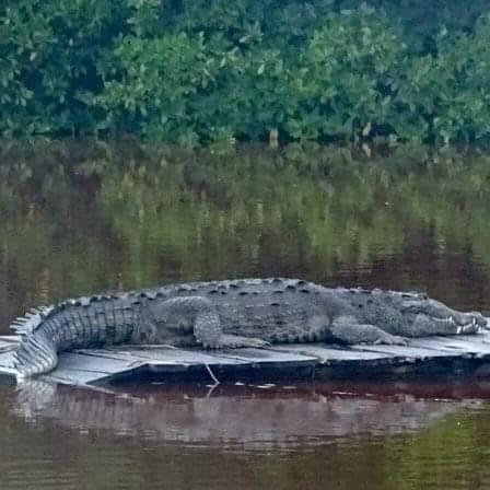 A menacing crocodile lies on its front in a Reserve in Caye Caulker, Belize