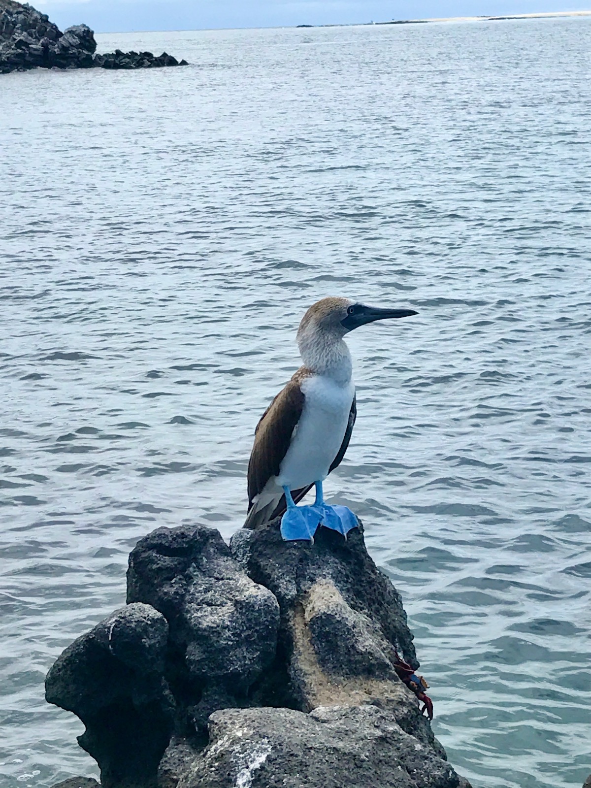 A blue-footed booby standing on a rock in Seymour Norte