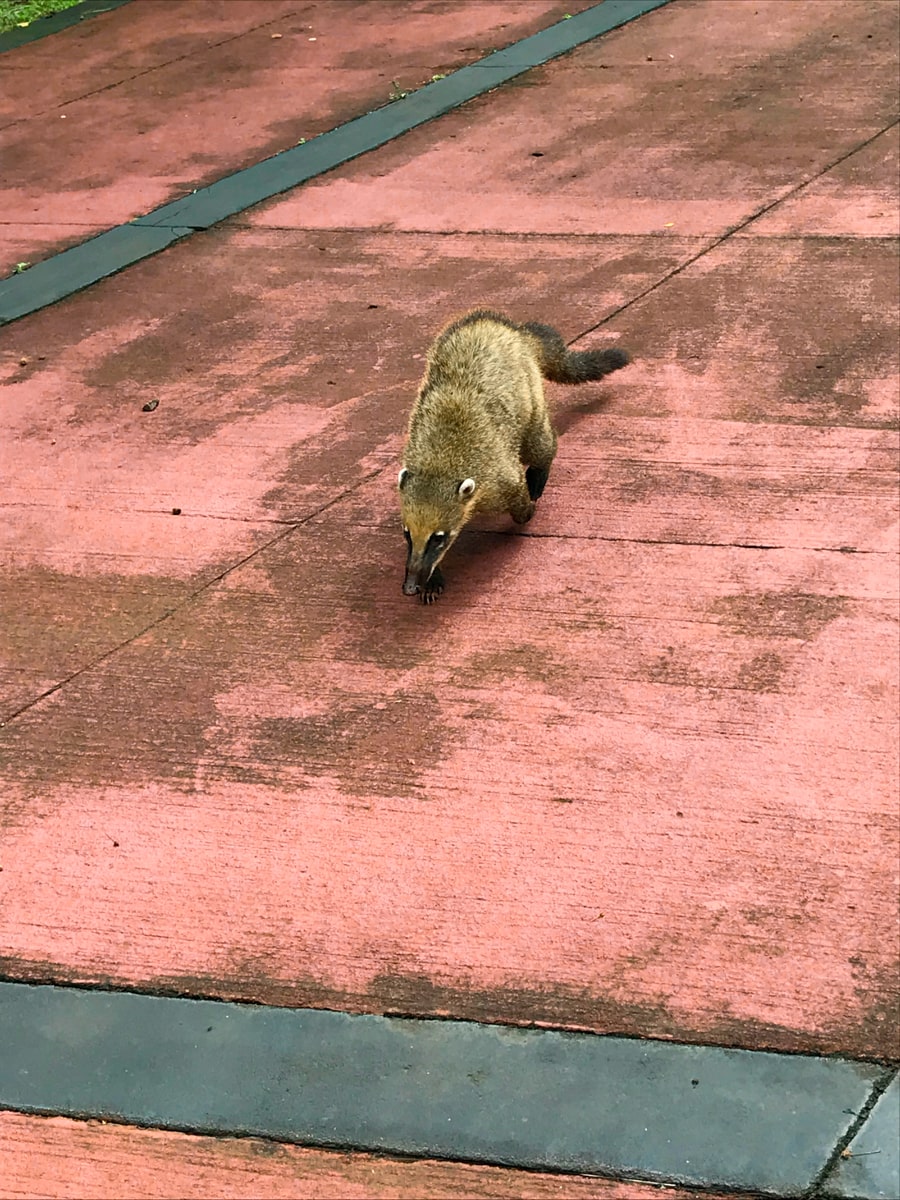 The coati animal prowls the floor at Iguazu Falls in Argentina 