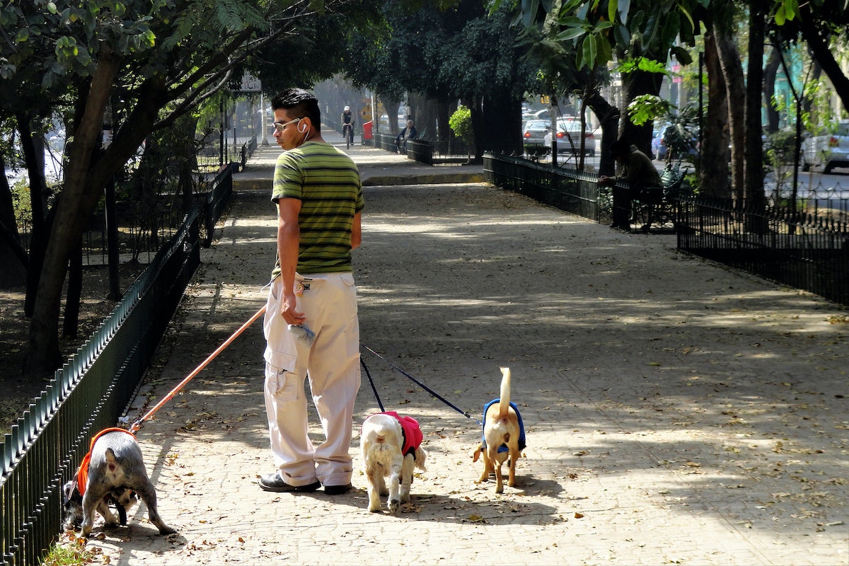 A man walks 3 dogs along a long boulevard with trees in Condesa, Mexico City