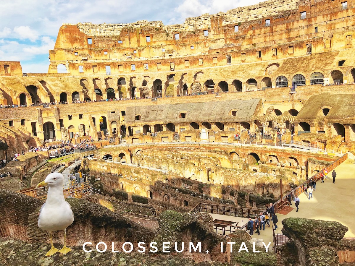 A white bird stands tall on the Roman Colosseum in Rome, Italy