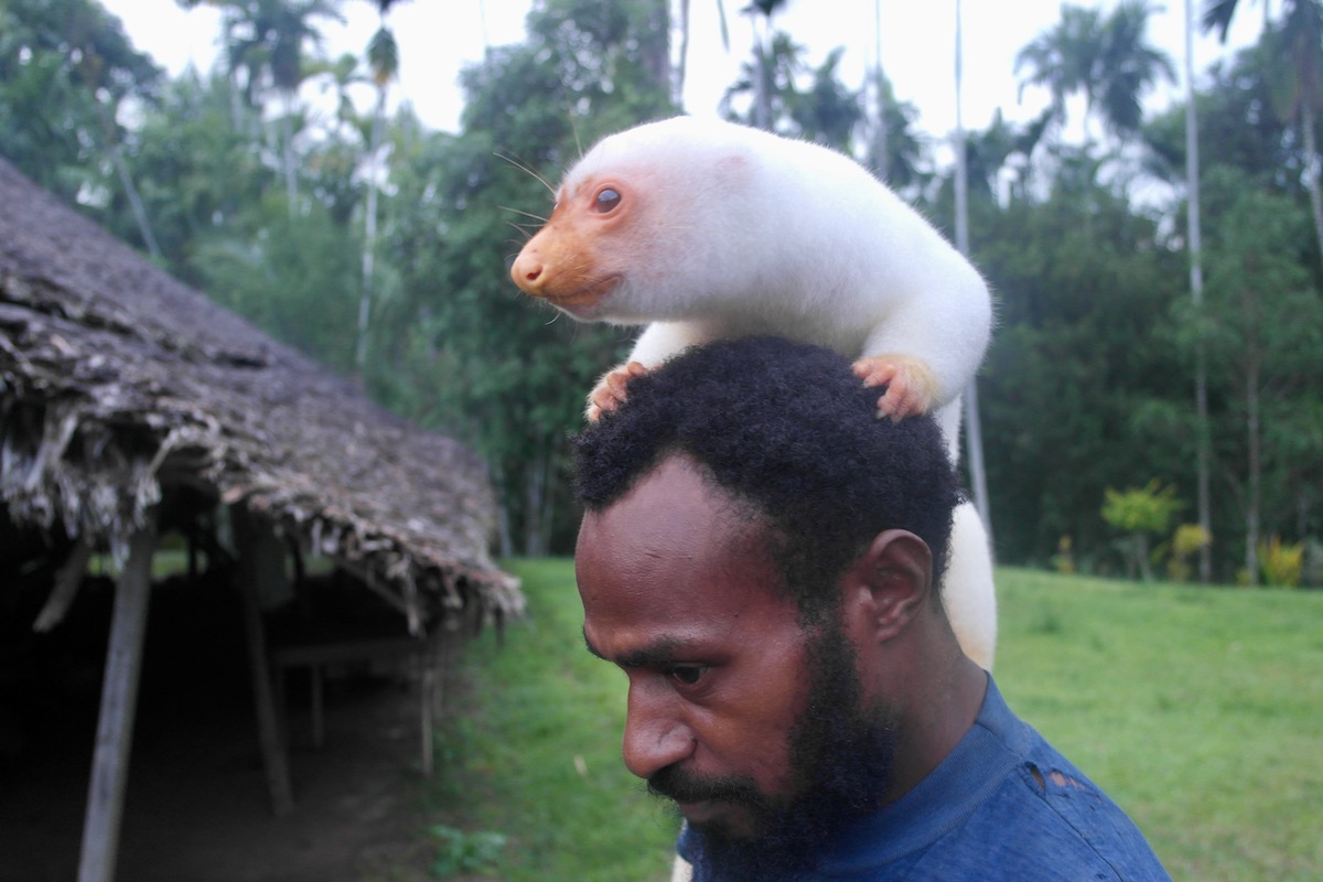 A furry animal, the common spotted cuscus gently clings onto a man's head