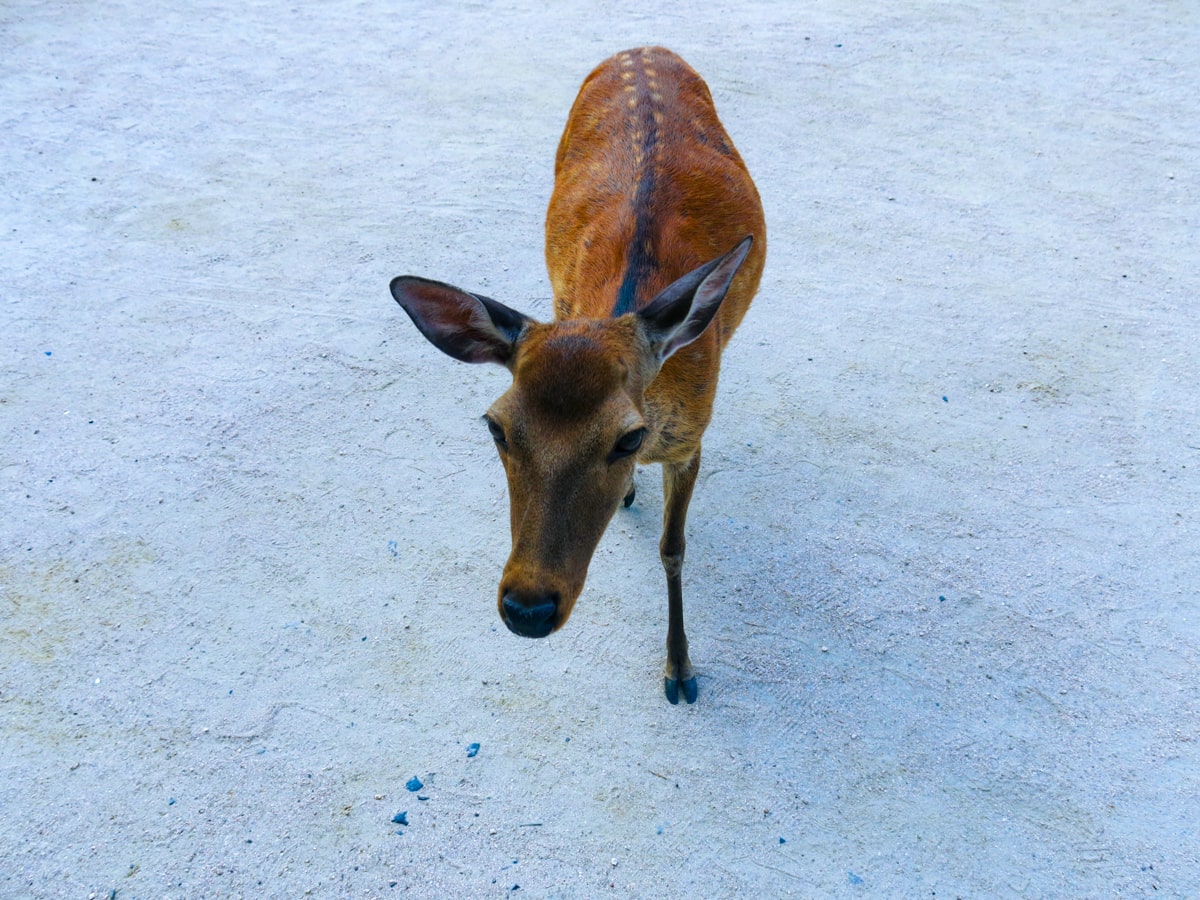 a cute deer bows in Nara, Japan