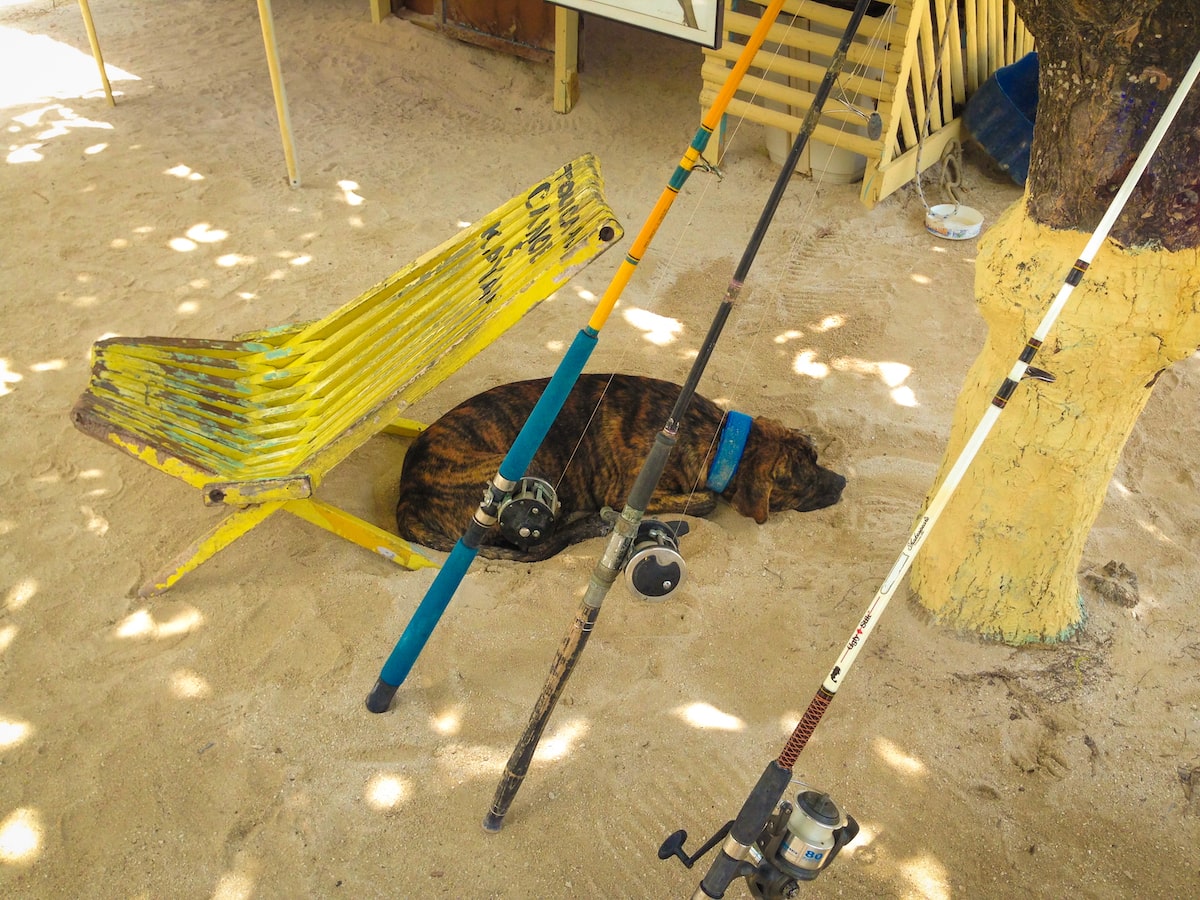 A dog lies asleep on a beach under a yellow chair and three fishing rods. 