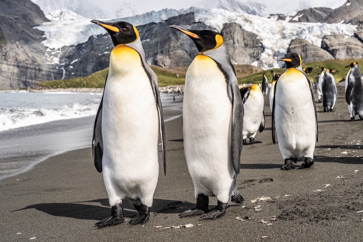 A waddle of Emperor penguins