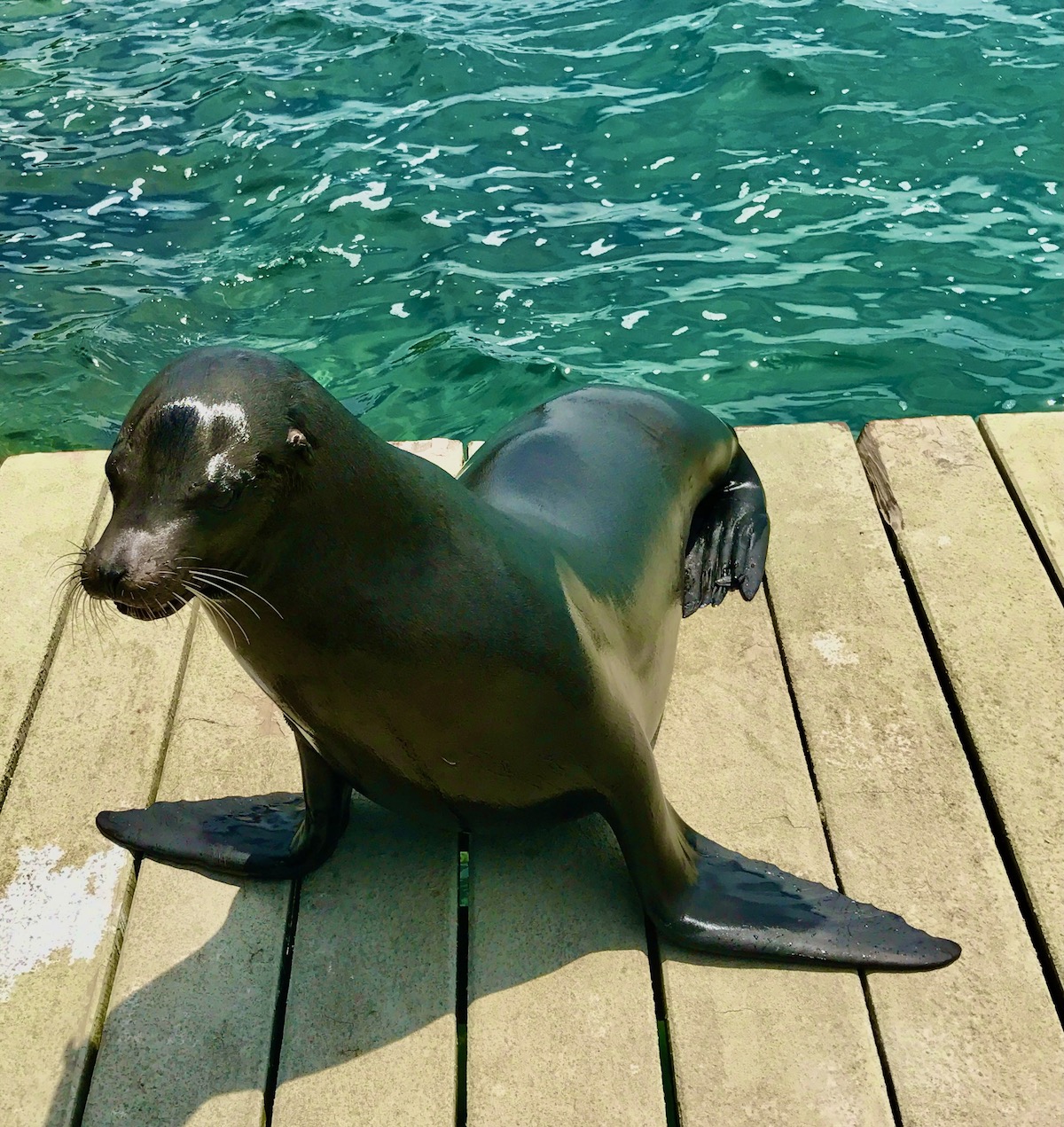 A sea lion stands on a wooden platform in the Galapagos Islands 