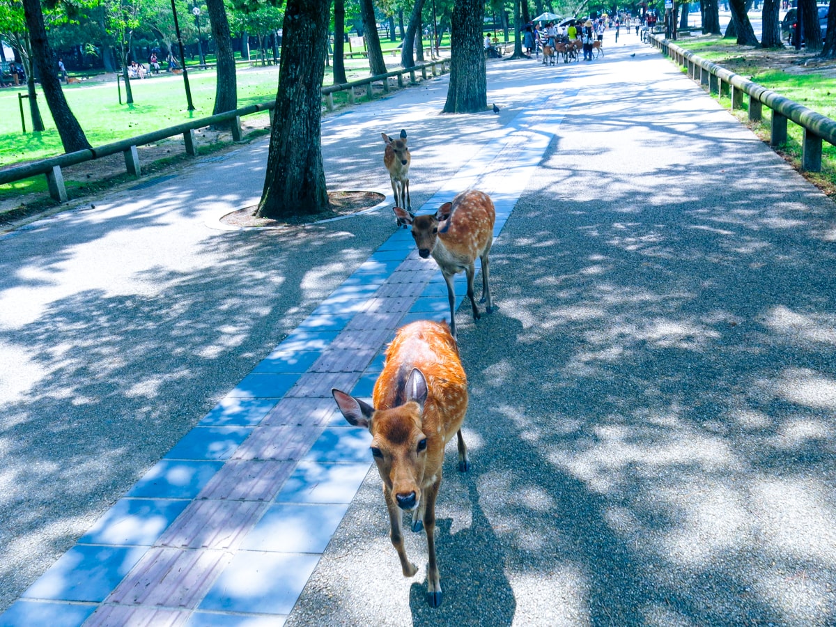 Herd of bowing deer Nara Japan