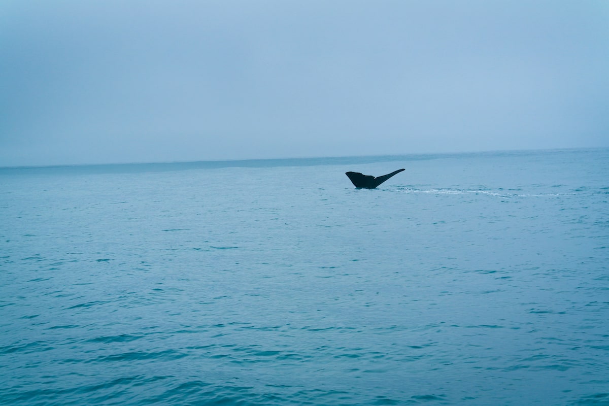 A whale's tale sticks out of the surface of the water in Kaikoura, New Zealand.,