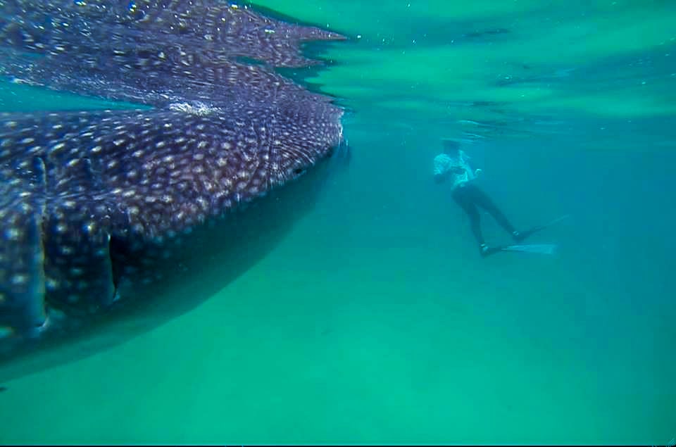 Man in flippers swims awkwardly near a whale shark.