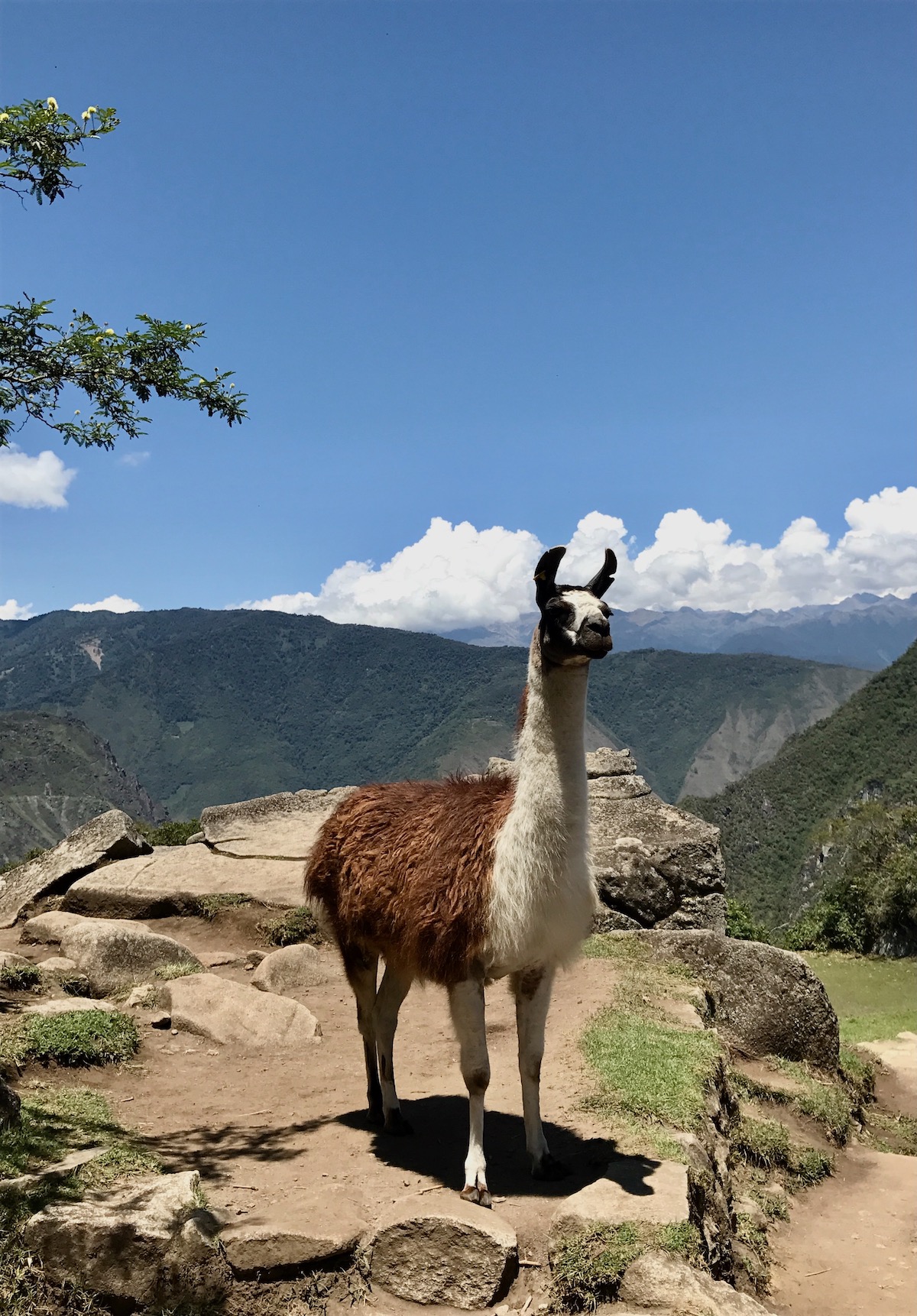 A brown and white llama stands proud and curious at Machu Picchu, Peru