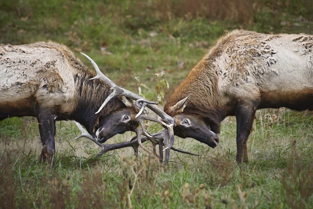 Two elks clash horns in Lone Elk Park during a day trip to St Louis 