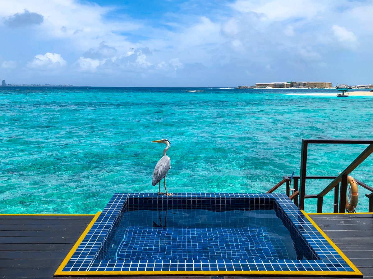 A tall bird sits on the edge of a private pool in the Maldives 