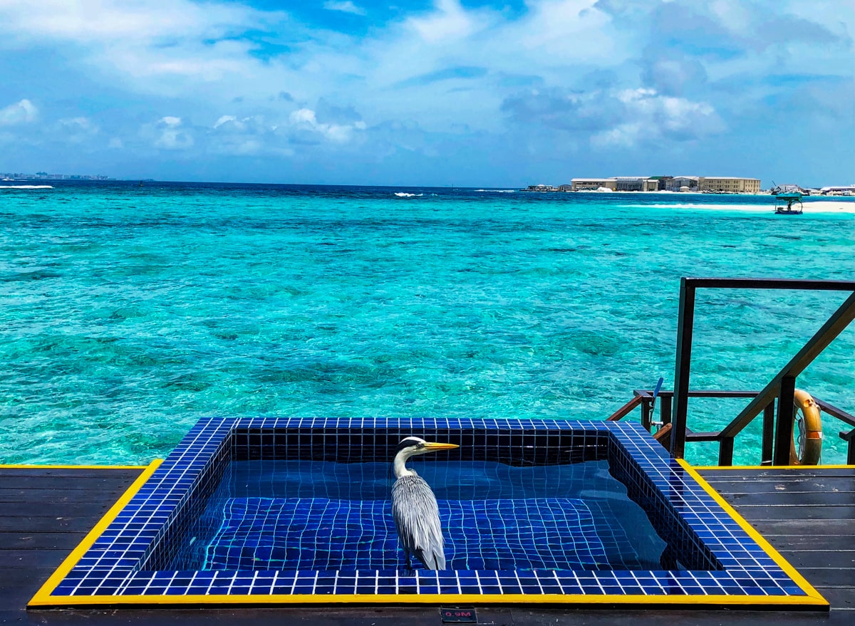A tall bird sits inside private pool in the Maldives 