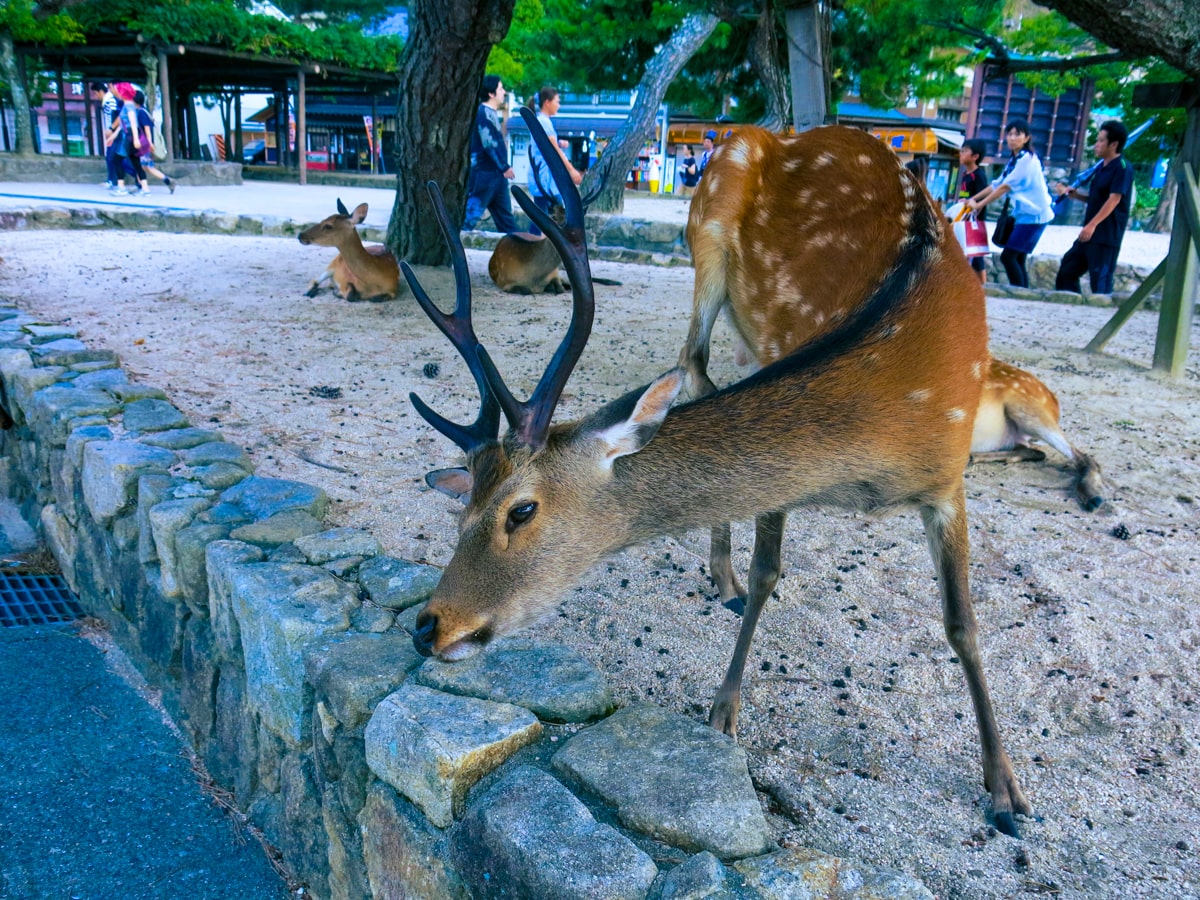 A bowing deer in Nara Park, Japan